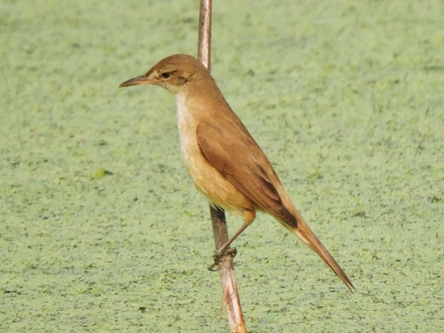 Clamorous Reed Warbler