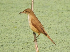 Acrocephalus stentoreus