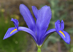 Iris xiphium