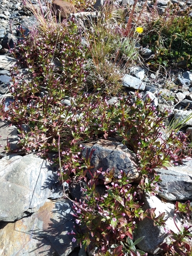 Epilobium australe (Epilobium australe)