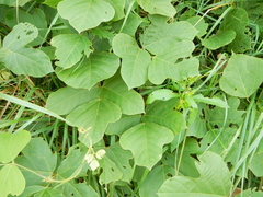 Pueraria montana lobata