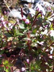 Epilobium australe