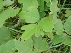 Pueraria montana lobata