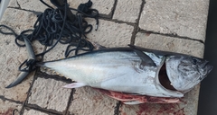 Thunnus thynnus