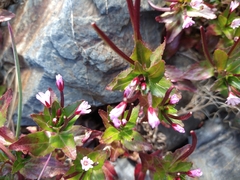 Epilobium australe
