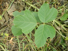 Pueraria montana lobata