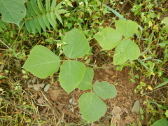Pueraria montana lobata