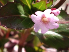Epilobium australe