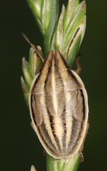 Aelia rostrata