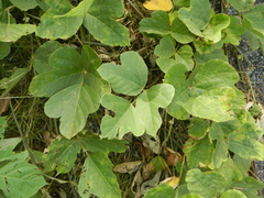 Pueraria montana lobata