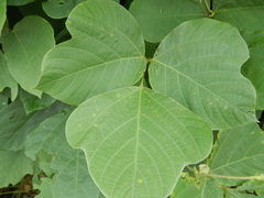 Pueraria montana lobata