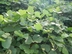 Pueraria montana lobata