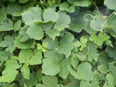 Pueraria montana lobata