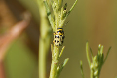Metallactus pollens