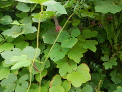 Pueraria montana lobata