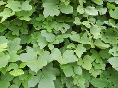 Pueraria montana lobata