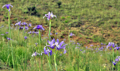 Iris xiphium