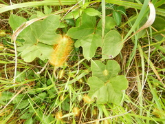 Pueraria montana lobata