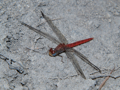 Crocothemis divisa