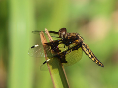 Palpopleura