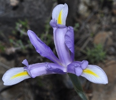 Iris xiphium