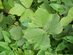 Pueraria montana lobata