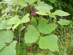 Pueraria montana lobata