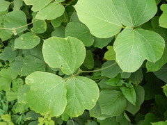 Pueraria montana lobata