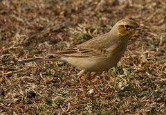Anthus campestris