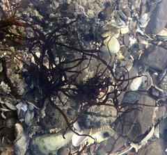 Rhodophyta