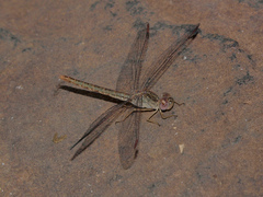 Crocothemis divisa