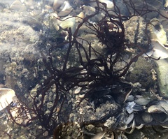 Rhodophyta