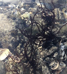 Rhodophyta