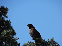 Parabuteo unicinctus