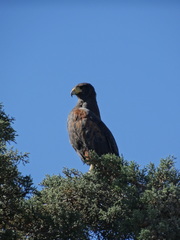 Parabuteo unicinctus