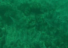 Diplodus lineatus