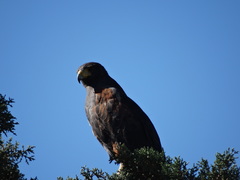 Parabuteo unicinctus