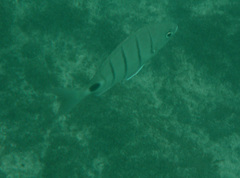 Diplodus lineatus