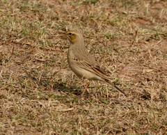 Anthus campestris