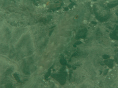 Sphoeroides marmoratus