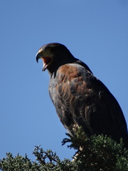 Parabuteo unicinctus
