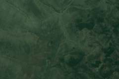 Sphoeroides marmoratus