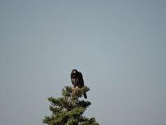 Parabuteo unicinctus