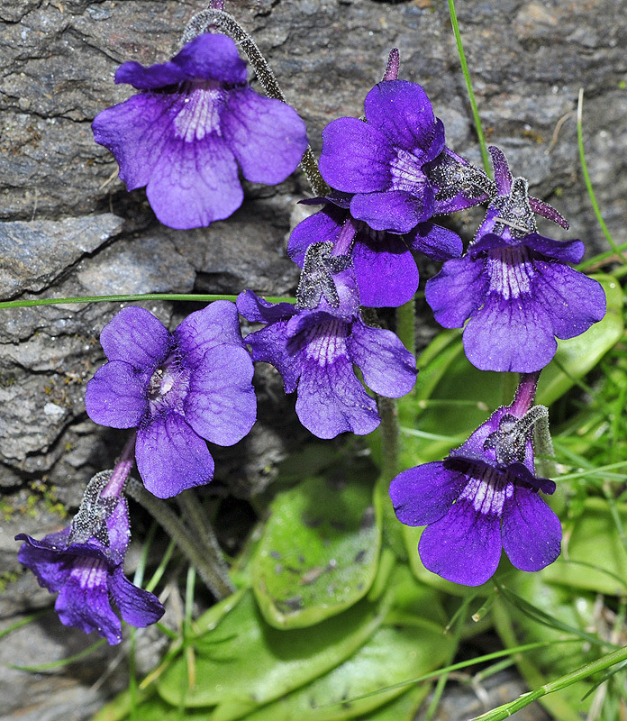 Large-flowered butterwort