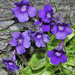 Large-flowered Butterwort - Photo (c) faluke, some rights reserved (CC BY-NC), uploaded by faluke