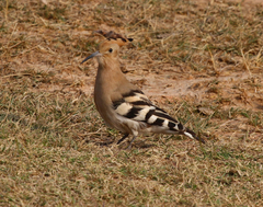 Upupa epops ceylonensis