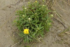 Grindelia chiloensis