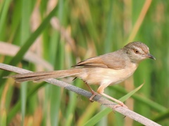 Prinia inornata