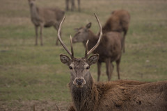 Cervus elaphus italicus
