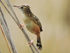 Cisticola juncidis